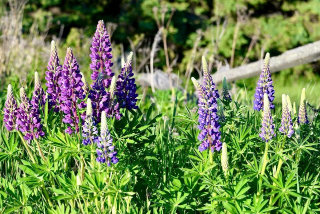 Люпин многолетний (Lupinus perennis) Люпин многолетний (Lupinus perennis)