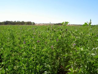Люцерна посевная (Medicago sativa) Люцерна посевная (Medicago sativa)