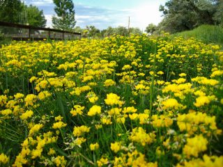 Лядвенец рогатый (Lotus corniculatus) Лядвенец рогатый (Lotus corniculatus)