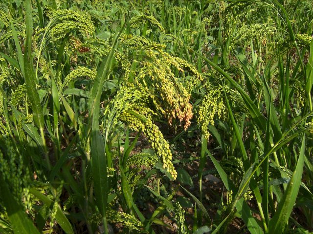 Суданское сорго, или сорго-суданковый гибрид многолетних сортов (Sorghum × drummondii) Суданское сорго, или сорго-суданковый гибрид многолетних сортов (Sorghum × drummondii)