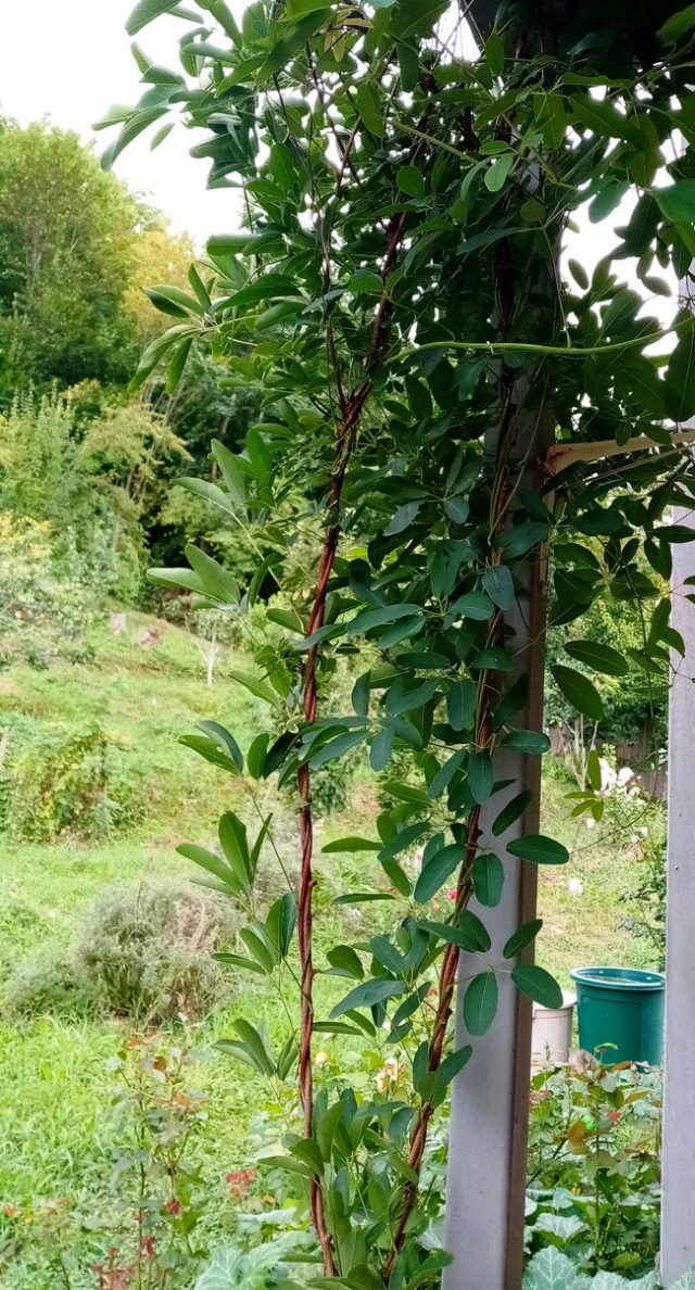 Акебия пятерная (Akebia quinata) Акебия пятерная (Akebia quinata)
