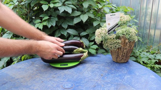 Сорт «Чёрный цилиндр» Сорт «Чёрный цилиндр»