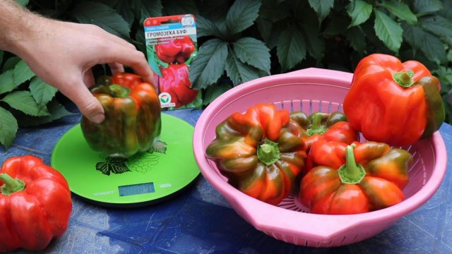 «Громозека БУФ» «Громозека БУФ»