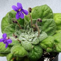 Петрокосмея Флаксида (Petrocosmea flaccida) Петрокосмея Флаксида (Petrocosmea flaccida)