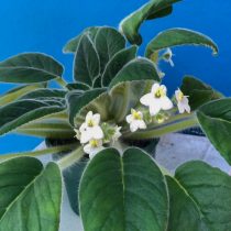 Петрокосмея Керри (Petrocosmea kerrii var. kerrii) Петрокосмея Керри (Petrocosmea kerrii var. kerrii)