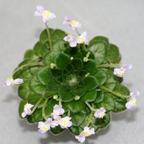 Петрокосмея Форреста (Petrocosmea forrestii) Петрокосмея Форреста (Petrocosmea forrestii)
