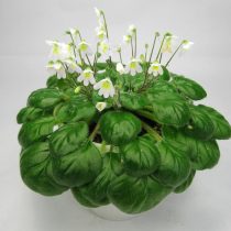 Петрокосмея Барбата (Petrocosmea barbata) Петрокосмея Барбата (Petrocosmea barbata)