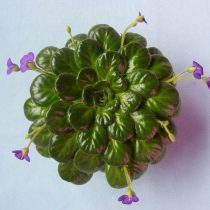 Петрокосмея малая (Petrocosmea minor) Петрокосмея малая (Petrocosmea minor)