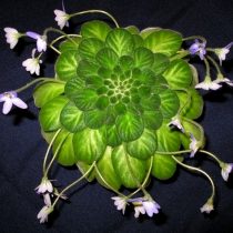 Петрокосмея дюкло (Petrocosmea duclouxii) Петрокосмея дюкло (Petrocosmea duclouxii)
