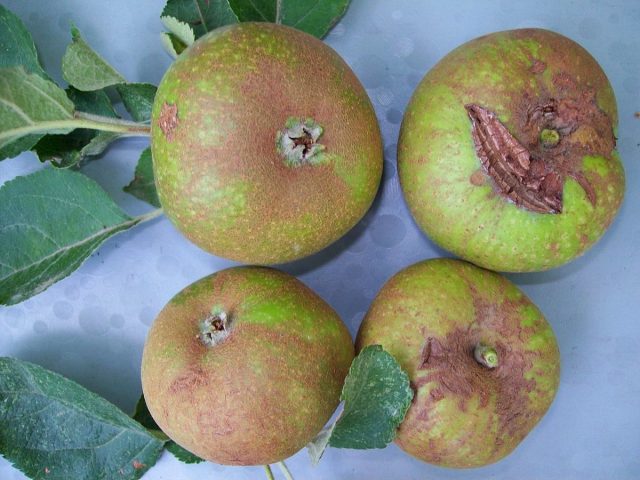 Оржавленность, или сетчатость на поверхности яблок