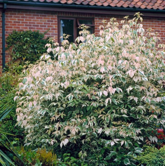 Клен ясенелистный «Фламинго» (Acer negundo 'Flamingo')