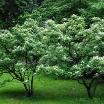 Рябина Кёне (Sorbus koehneana)
