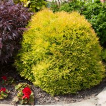 Туя западная (Thuja occidentalis), сорт «Рейнголд»