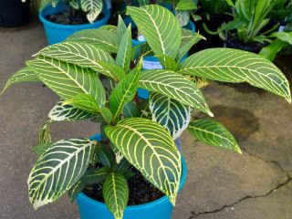 Санхезия благородная (Sanchezia nobilis) Санхезия благородная (Sanchezia nobilis)