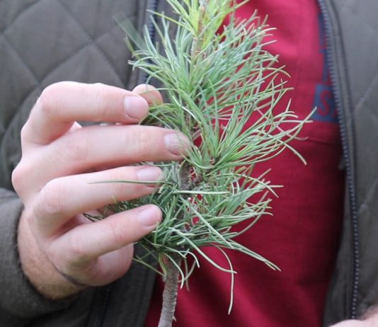 sazhaem-kedr-v-sadu-pravila-vyirashhivaniya-hvoynyih-rasteniy-na-uchastke