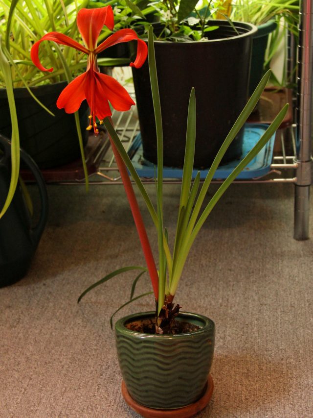 Спрекелия великолепная (Sprekelia formosissima) Спрекелия великолепная (Sprekelia formosissima)