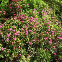Рододендрон Понтийский (Rhododendron ponticum) Рододендрон Понтийский (Rhododendron ponticum)