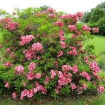 Кальмия широколистная, или Горный лавр (Kalmia latifolia) Кальмия широколистная, или Горный лавр (Kalmia latifolia)