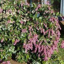 Пиерис японский (Pieris japonica) Пиерис японский (Pieris japonica)