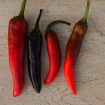 Перец «Мурасаки Тогараши Ямато» (Murasaki Purple Pepper) Перец «Мурасаки Тогараши Ямато» (Murasaki Purple Pepper)