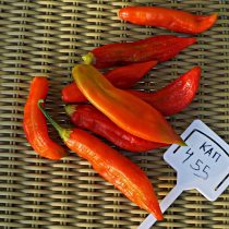 Перец «КАП 455» (Baccatum Pepper CAP 455) Перец «КАП 455» (Baccatum Pepper CAP 455)