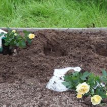 Заправьте посадочную яму компостом и хорошо пролейте. Высадите саженцы