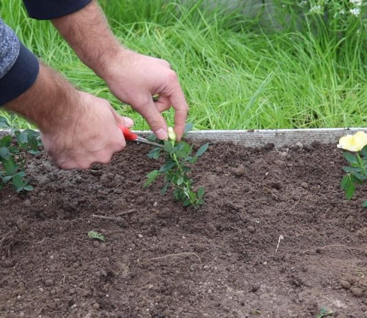 Срежьте все цветы и бутоны и обильно полейте посадки водой