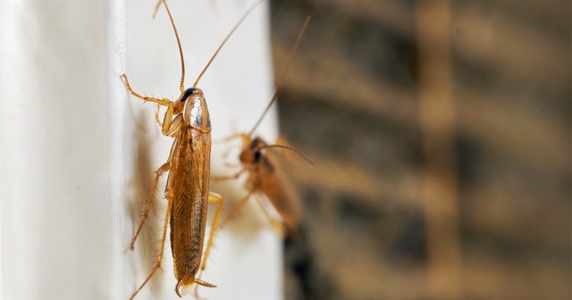 Засилье тараканов может своим видом испортить уют вашего дома