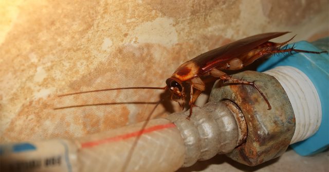 Тараканов можно часто найти в темноте на элементах сантехники