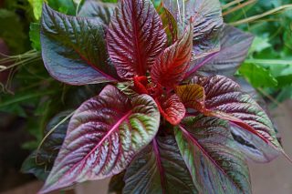 Целозия крупнолистовая, сорт «Сол Лиззард Лиф» (Foliage Sol Lizzard Leaf) Целозия крупнолистовая, сорт «Сол Лиззард Лиф» (Foliage Sol Lizzard Leaf)