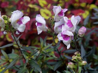 Львиный зев, или Антирринум (Antirrhinum), сорт «Бронзовый дракон» Львиный зев, или Антирринум (Antirrhinum), сорт «Бронзовый дракон»