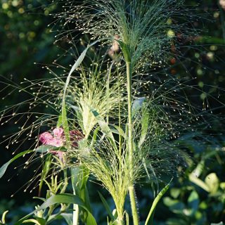 Паникум власовидный (Panicum capillare), сорт «Фростед Экспложен» (Frosted Explosion) Паникум власовидный (Panicum capillare), сорт «Фростед Экспложен» (Frosted Explosion)