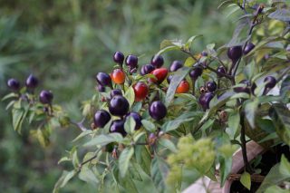 Перец (Capsicum), сорт «Милашка в фиолетовом» (Pretty in Purple) Перец (Capsicum), сорт «Милашка в фиолетовом» (Pretty in Purple)