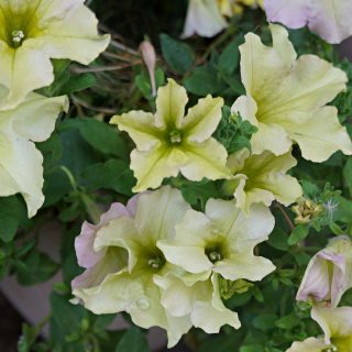 Петуния (Petunia), сорт «Лавина Желтый каприз» (Avalanche Yellow) Петуния (Petunia), сорт «Лавина Желтый каприз» (Avalanche Yellow)