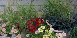 5 новых однолетников, которые меня удивили
