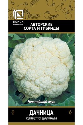 Цветная капуста «Дачница» Цветная капуста «Дачница»