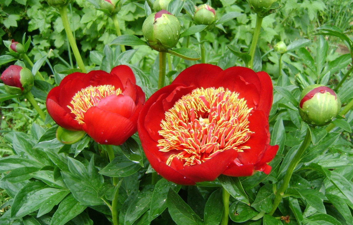 Пион молочноцветковый «Уолтер Мейнс» (Paeonia lactiflora 'Walter Mains').