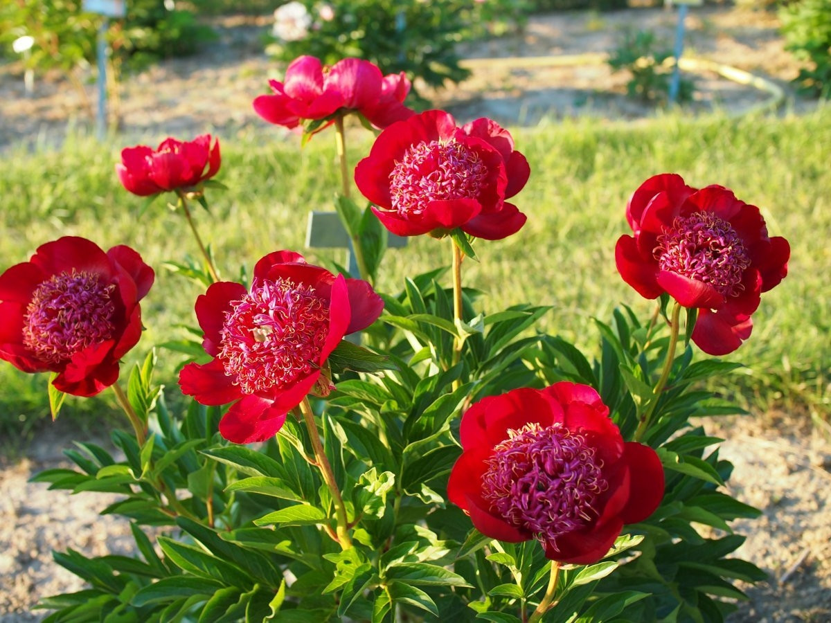 Пион молочноцветковый «Уолтер Мейнс» (Paeonia lactiflora 'Walter Mains').