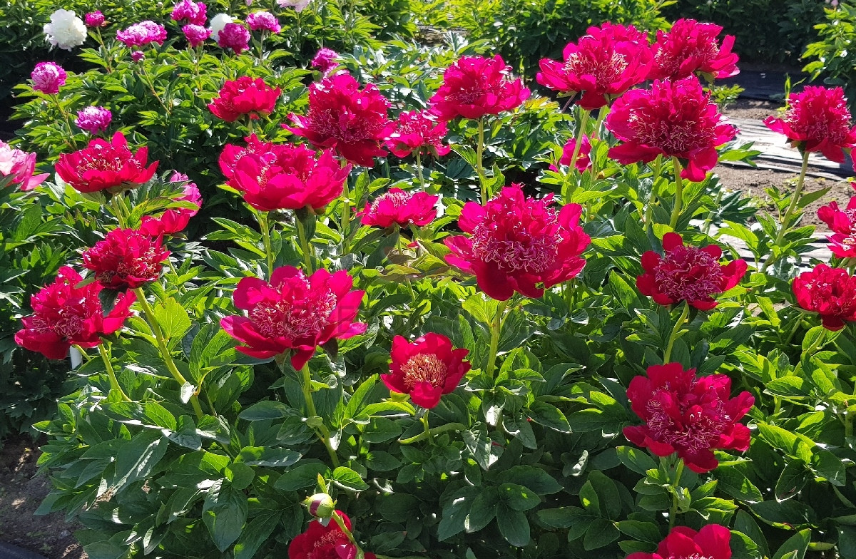 Пион молочноцветковый «Уолтер Мейнс» (Paeonia lactiflora 'Walter Mains').