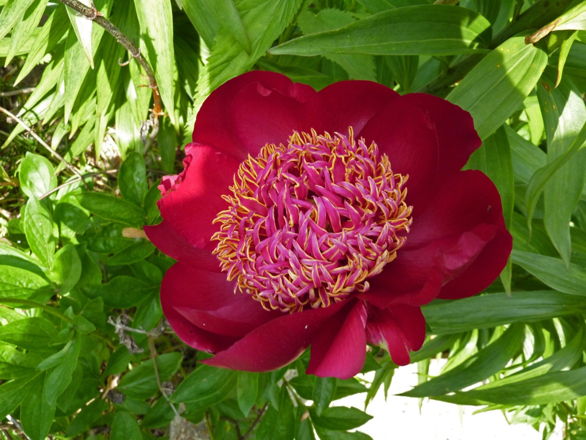 Пион молочноцветковый «Уолтер Мейнс» (Paeonia lactiflora 'Walter Mains').