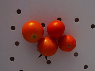 Ампельный томат «Ред Профьюжен» (Red Profusion) Ампельный томат «Ред Профьюжен» (Red Profusion)