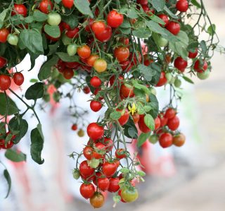 Ампельный томат «Черри Фонтейн» (Cherry fountain) Ампельный томат «Черри Фонтейн» (Cherry fountain)