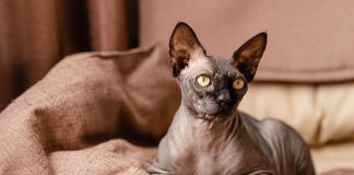 Бесшерстные кошки — сфинксы и не только