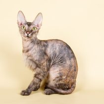 Кошка Украинский левкой 