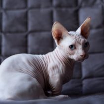 Кошка Бамбино 