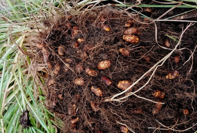 Клубеньки чуфы (Cyperus esculentus) Клубеньки чуфы (Cyperus esculentus)