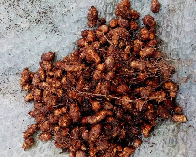 Клубеньки чуфы с куста Клубеньки чуфы с куста