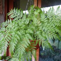 Даваллия канарская (Davallia canariensis) Даваллия канарская (Davallia canariensis)