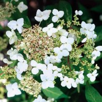 Гортензия черешковая (Hydrangea petiolaris), сорт «Винтер Сюрпрайз» (Winter Surprise) Гортензия черешковая (Hydrangea petiolaris), сорт «Винтер Сюрпрайз» (Winter Surprise)