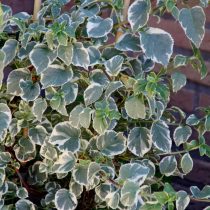 Гортензия черешковая (Hydrangea petiolaris), сорт «Сильвер Лининг» (Silver Lining) Гортензия черешковая (Hydrangea petiolaris), сорт «Сильвер Лининг» (Silver Lining)